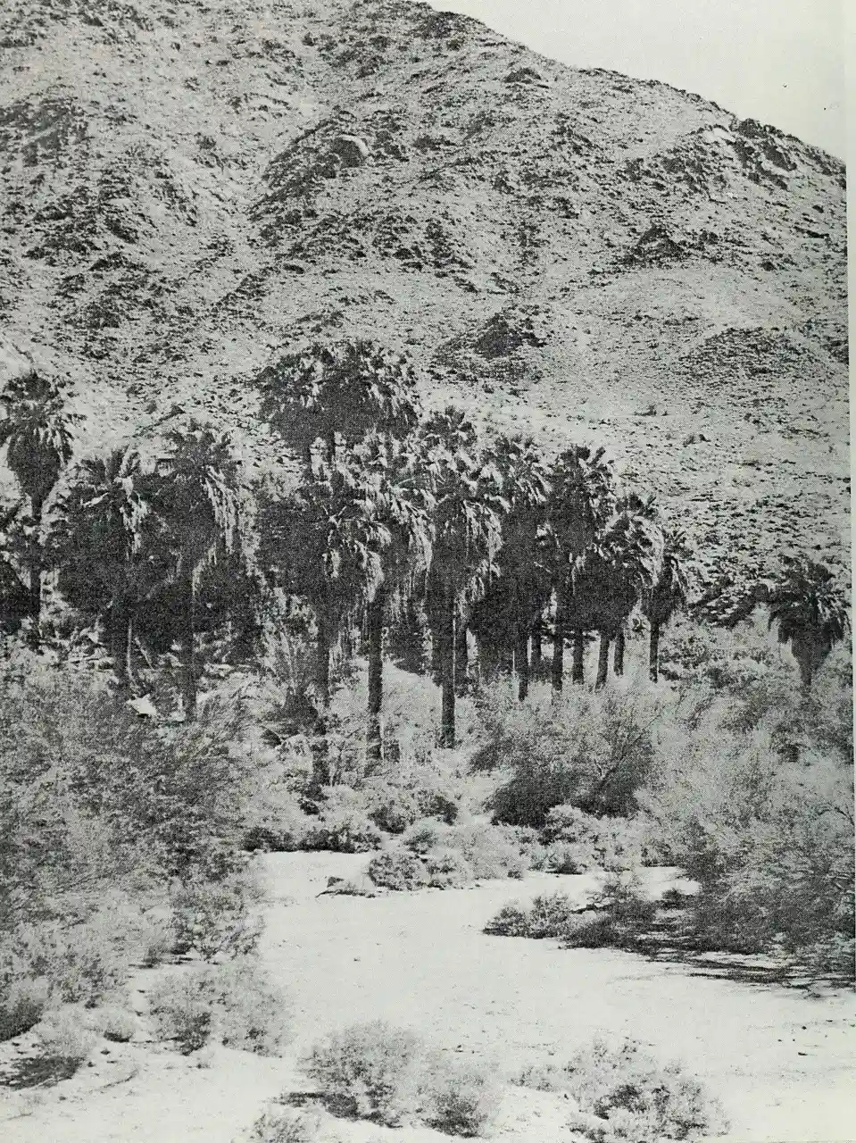 Corn Springs