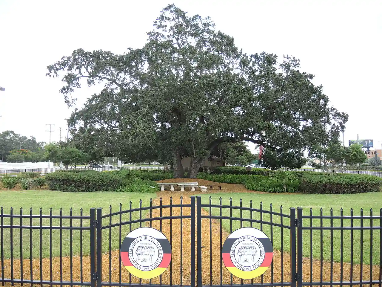 Council Oak Tree Site on the Hollywood Seminole Indian Reservation