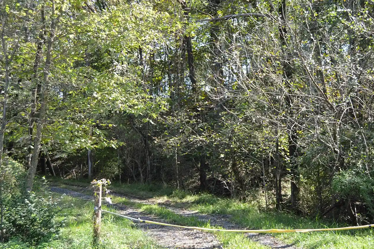 Sycamore Dale