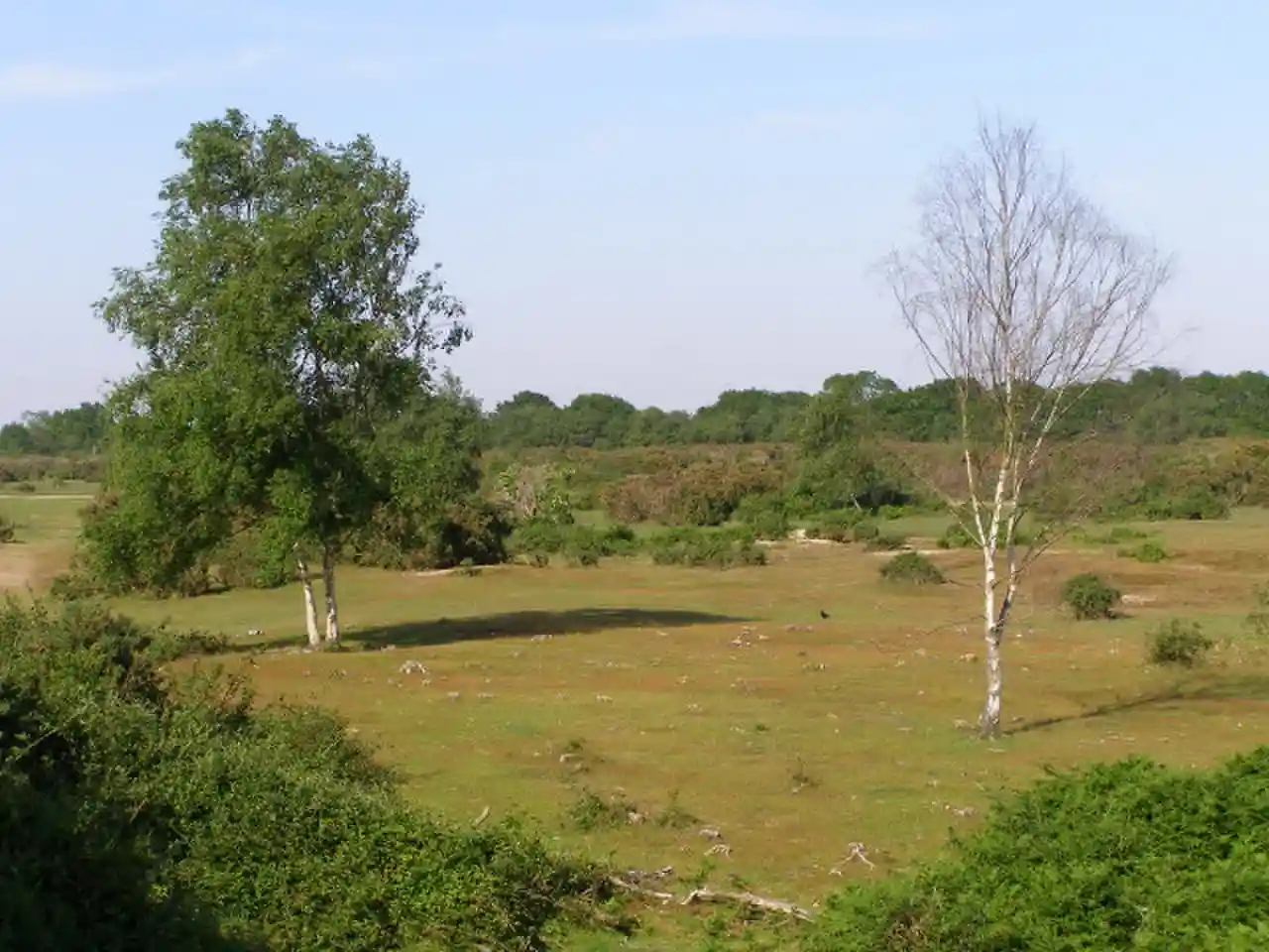 Gorley Hill