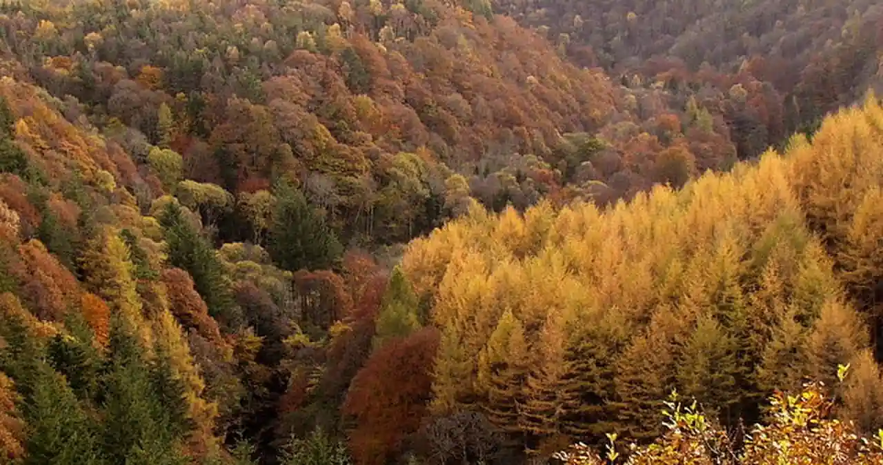 Allen Banks & Staward Gorge