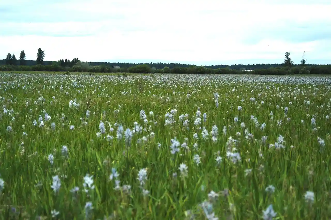 Weippe Prairie