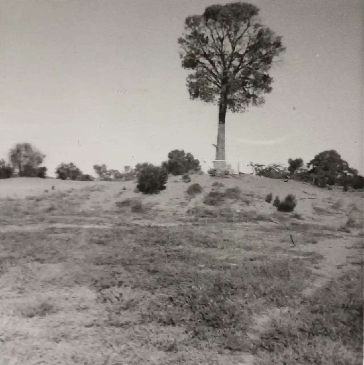 The Robbers Tree