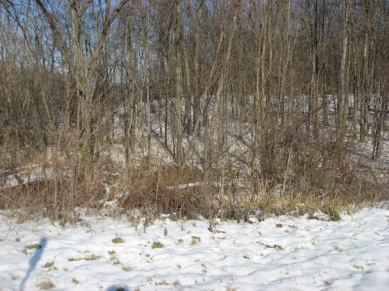 Brooke Site