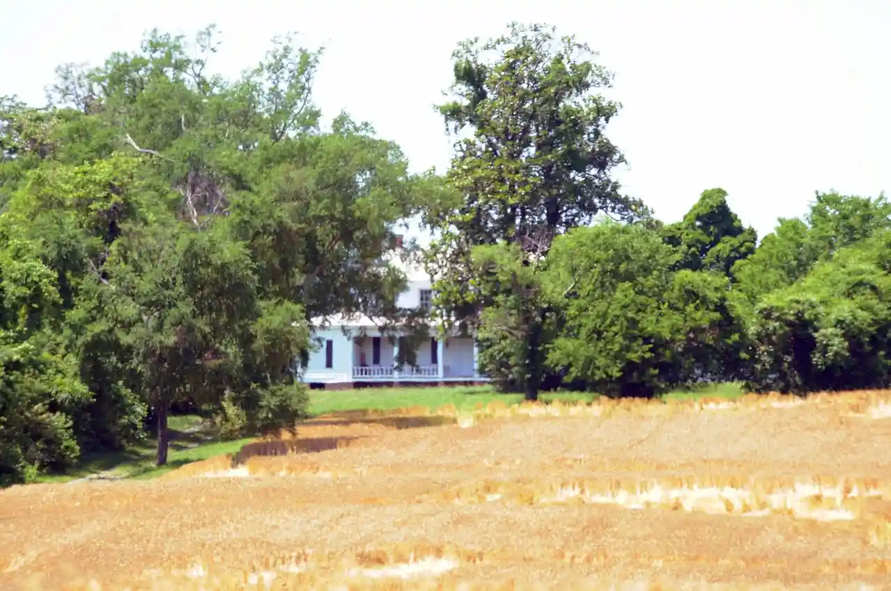 Tree Hill