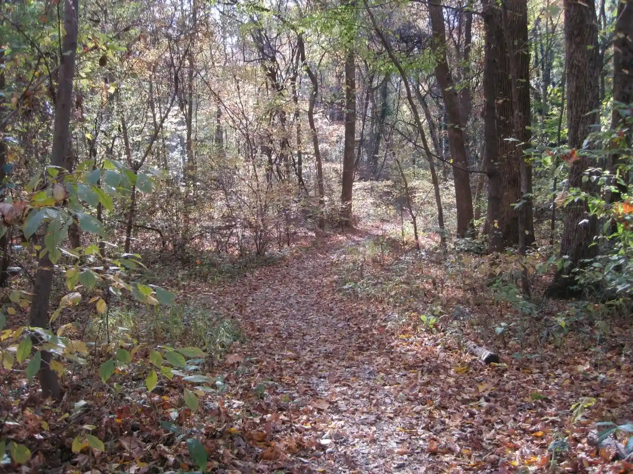 Old Forest Arboretum of Overton Park