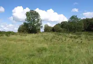 Burrington Camp