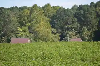 Walnut Valley