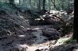 Ellisdale Fossil Site