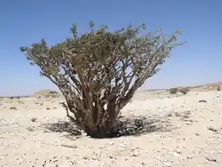 Land of Frankincense
