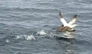 Flora and fauna of the Outer Hebrides