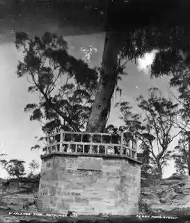 Explorers tree