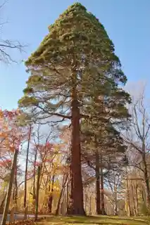 Tyler Arboretum