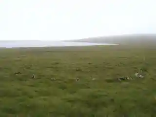 Haltadans