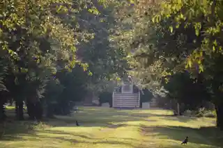Cherry Walk