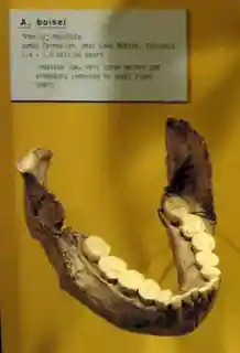 Peninj Site