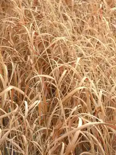 Nine-Mile Prairie