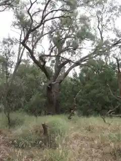 Landsborough's Blazed Tree (Camp 67)