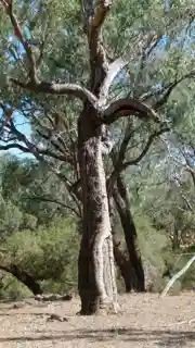 Landsborough's Blazed Tree (Camp 69)
