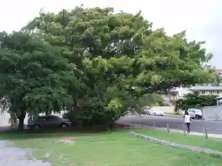 Fig Tree, Gladstone