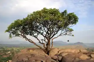 Tirumalai
