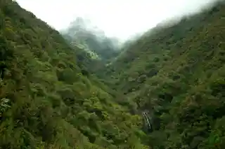 Laurisilva of Madeira