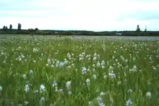 Weippe Prairie