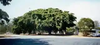 Big Fig