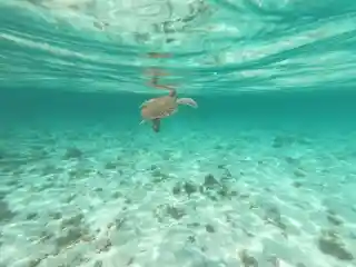 Petite Terre Islands