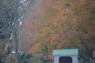 Maple Roads