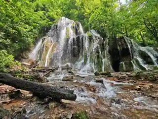 Ancient and Primeval Beech Forests of the Carpathians and Other Regions of Europe