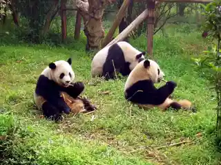 Sichuan Giant Panda Sanctuaries
