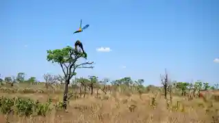 Emas National Park
