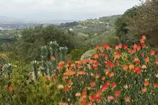 Cape Floristic Region