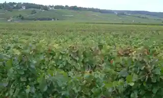 Climats, terroirs of Burgundy