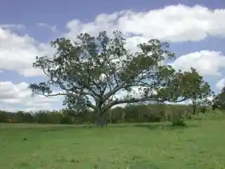 Deebing Creek Mission